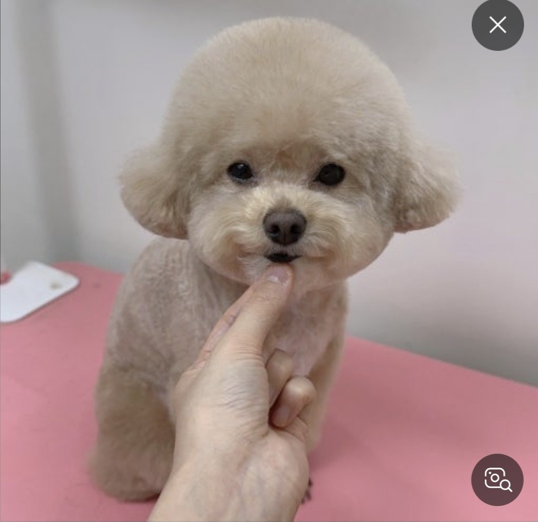 혹시 반려동물 분양 알아보시는 분 있으실까용? 썸네일